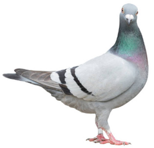 Takarmány struccoknak és galamboknak