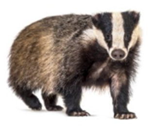 Borz tengelykapcsolók