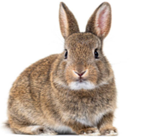 Nyulak, nyúlketrecek