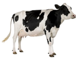 Elektromos kerítések szarvasmarháknak