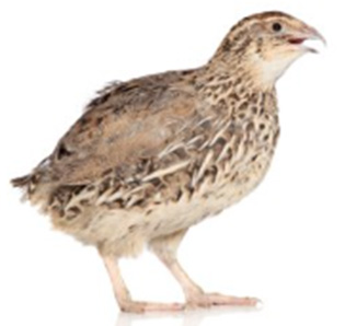 Fácánok és fürjek takarmánya