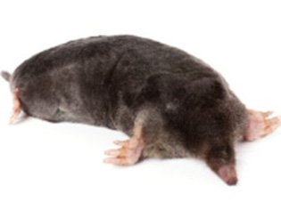 Vakond-, menyét- és pocokcsapdák