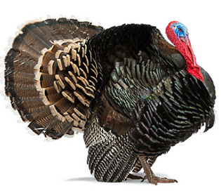 Pulykák takarmánya