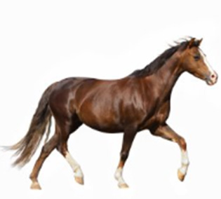 Elektromos kerítések lovaknak