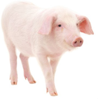 Baromfi- és sertéskannibalizmus