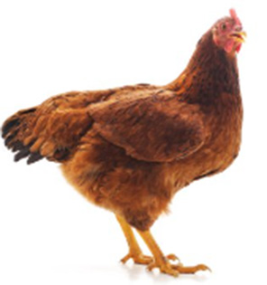 Elektromos kerítések csirkéknek, baromfinak